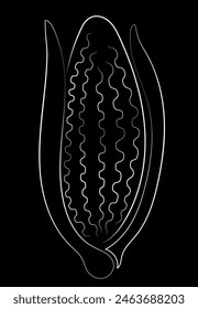 Linear image of corn. White line on a black background. 