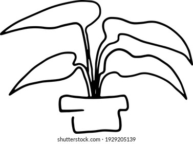Linear image of isolated houseplant on transparent background