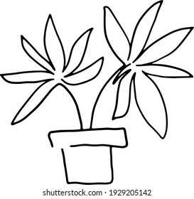 Linear image of isolated houseplant on transparent background