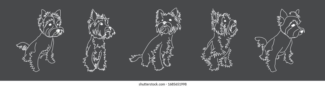 Linear image of the Yorkshire Terrier on a dark gray background. Vector drawings of five sitting dog poses