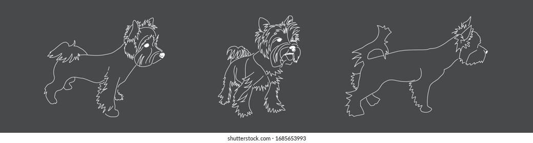 Linear image of the Yorkshire Terrier on a dark gray background. Vector drawings of three standing dog poses