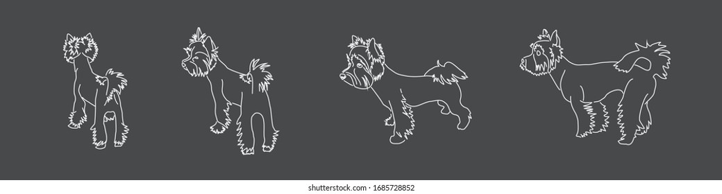 Linear image of the Yorkshire Terrier on a dark gray background. Vector drawings of three standing dog poses