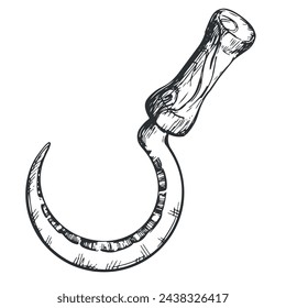 Linear ink drawing of sickle icon. Vector sickle for cutting herb harvest in vintage engraving technique isolated on white background. An ancient rural instrument.