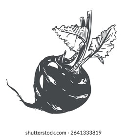 Linear ink sketch of kohlrabi. Vector drawing in engraving style. Botanical illustration of farm cabbage. Round head and leaves of German turnip on white background.