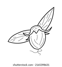linear Jojoba and beans in style hand draw on white background. Jojoba tree line illustration. doodle beans vector 