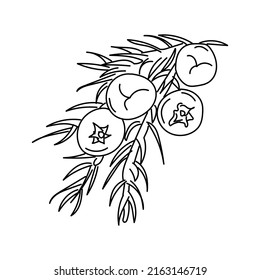 Linear Juniper.
Hand drawn Juniper Incense Cones. vintage illustration of berry on branch. Organic essential oil. Beauty and spa, cosmetic ingredient. Great for label, poster, flyer, packaging etc