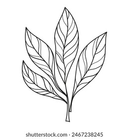 Linear leaves. Linear nature illustration. Vector drawing. Children's leaf coloring. Tattoo sketch