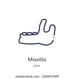 Linear maxilla icon from Dentist outline collection. Thin line maxilla icon isolated on white background. maxilla trendy illustration
