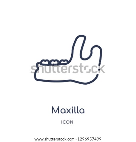 Linear maxilla icon from Dentist outline collection. Thin line maxilla icon isolated on white background. maxilla trendy illustration