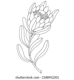 Linear minimalistic illustration of a protea flower. Vector illustration isolated on white background. African exotic plant.