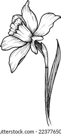 Linear narcissus flower. Hand drawn illustration. This art is perfect for invitation cards, spring and summer decor, greeting cards, posters, scrapbooking, print, etc.