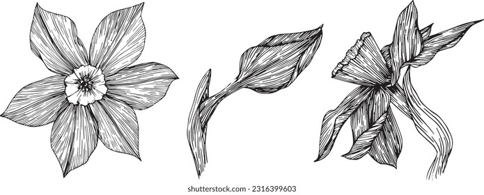 Linear narcissus flower, ink vector clipart. Hand drawn illustration perfect for invitation cards, spring and summer decor, greeting cards, posters, scrapbooking, print.