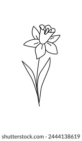 Linear narcissus isolated on white. Linear spring flower. Botanical drawing. Great for greeting cards, backgrounds, tattoo. Woman's day, mother's day, wedding. Line art. Coloring book.