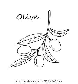 Linear Olive. Hand-drawn in black outline, ink vector drawing Olive tree isolated on a white background. illustration  branch, foliage for menu design, products, kitchen utensils, dishes, recipes.