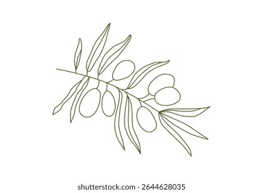 Linear olives branch drawing on transparent background. Outline botanical hand drawn sketch. Italian, Greek, Spanish farming. Healthy nutrition. Olive oil. Vector.	