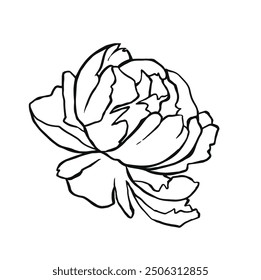 Linear outline peony flower tattoo vector