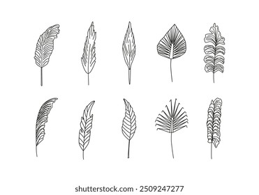 Grama de pampas lineares, grama de selloana. Grama seca, panícula, ramos de penas. Buquê no interior japonês. Floral botanical line art. Página de colorir. Desenho em preto e branco. Vetor isolado no branco.