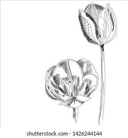 linear pattern of blooming tulip and bud