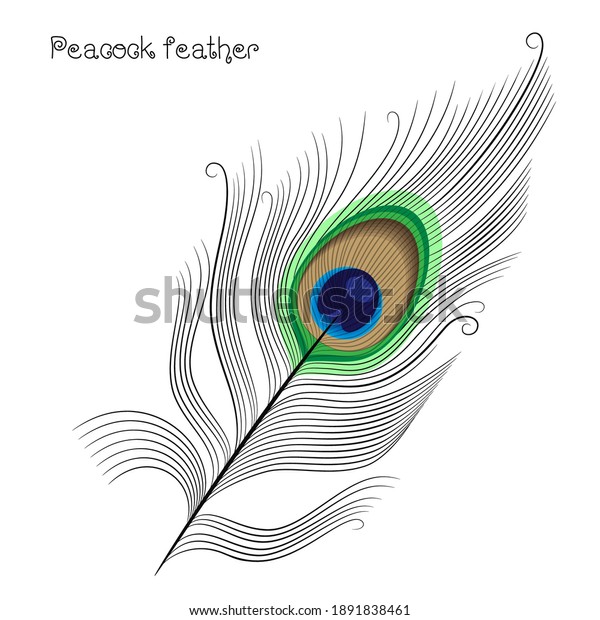 Linear Peacock Feather Pattern Isolated On Stock Vector (Royalty Free ...