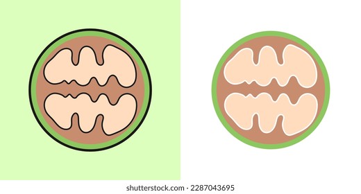 Linear pecan icon, outline vector icon, linear icon, two color options