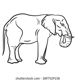 linear pen illustration of the elephant on the white background