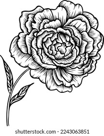 Flor de peonía lineal. Ilustración dibujada a mano. Este arte es perfecto para tarjetas de invitación, decoración primavera y verano, tarjetas de felicitación, carteles, reservas de recortes, impresión, etc.