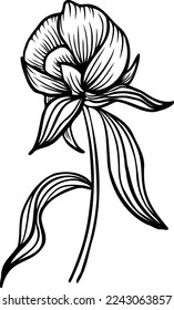 Lineare Birnenblume. Handgezeichnete Illustration. Diese Kunst eignet sich hervorragend für Einladungskarten, Frühjahr- und Sommerdekor, Grußkarten, Poster, Scrapbooking, Print etc.