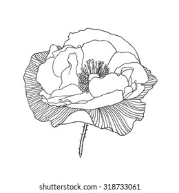 linear poppy flower