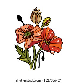 Linear poppy flowers. Vector illustration