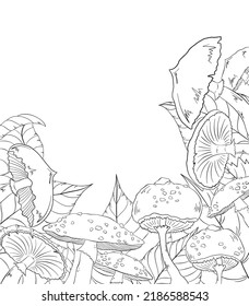 Linear poster with fly agarics, grebes and leaves in the form of a frame. Vector graphic sketch. Illustration coloring with inedible mushrooms