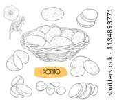 Linear potatoes sketches set. Hand-drawn vector 
illustration .Isolated design elements.