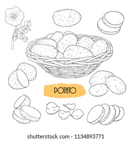 Linear potatoes sketches set. Hand-drawn vector 
illustration .Isolated design elements.