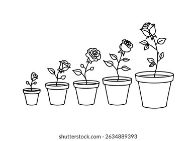 A linear progression of roses blooming in pots symbolizing growth and development