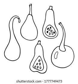 Linear pumpkin set. Vector hand draw Illustration. October harvest background. Fall season elements. Thanksgiving or Halloween holidays flat design. Isolated pumpkins. Contour different shape gourd