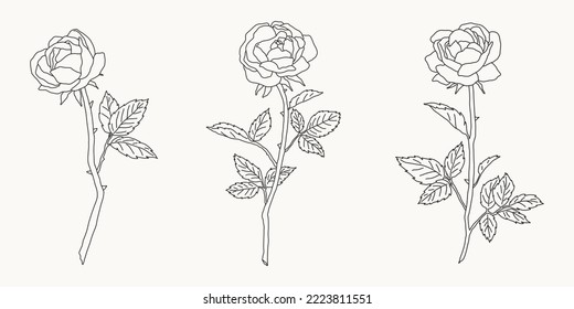 28,597 Linear Roses Images, Stock Photos & Vectors | Shutterstock