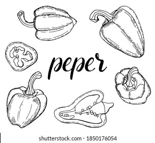 Juego lineal de pimienta de campana. Esbozo vegetal. Paprika. Fondo blanco, aislado. La inscripción es pimienta.	
