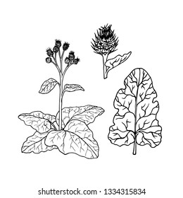 Linear set of burdock. Line drawing. Black and white image. Vector illustration.