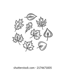 Linear set of drawn autumn leaves, black color, hand drawn, vector illustration isolated on white background