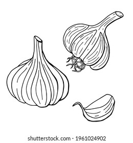 Lineares Knoblauchset. Line Art. Weißer Hintergrund, isoliert. Vektorgrafik.	
