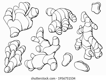 Linear set of ginger. Root and slices. White background, isolate. Line art. Vector illustration.	
