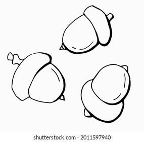 Linear set of hand drawn acorns. White background, isolate. Vector illustration.