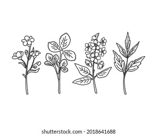 Linear set of leaves, herbs, twigs and flowers. Vector illustration
