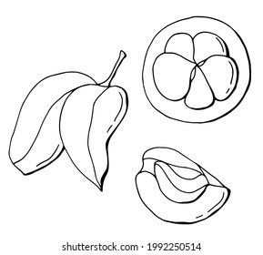 Conjunto lineal de mangostinos. Fruta rota, hoja. Arte de línea. Fondo blanco, aislamiento. Ilustración vectorial.	
