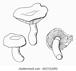 Linear set of mushrooms honey agarics. White background, isolate. Vector illustration.	
