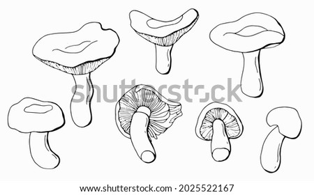 Linear set of russula mushrooms. White background, isolate. Vector illustration.	
