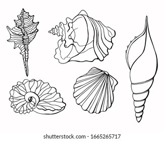Linear set of shells. Stock illustration. Line art. Isolated white.