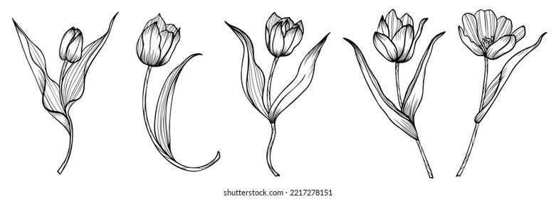 Linear set with tulips flowers Vector illustration 