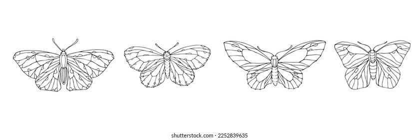 Ajuste lineal, coloreado de la polilla nocturna, mariposas.Gráficos vectores.