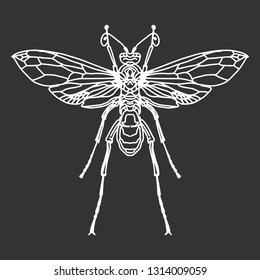 Linear silhouette on a dark background, isolated. Leucopsis, vintage engraved illustration. - Vector Pattern. Beetle isolated.