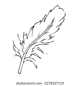 Linear sketch, bird feather coloring. Vector graphics.